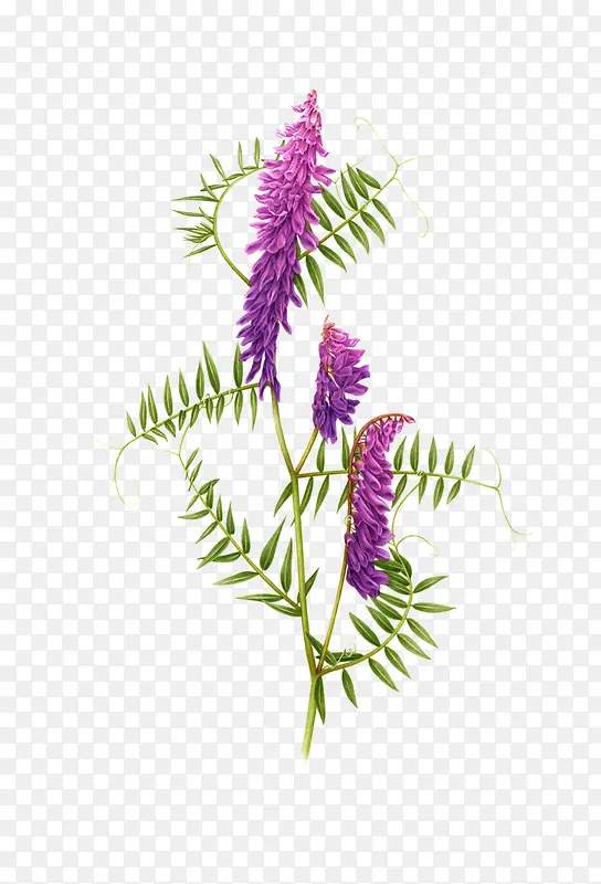 紫色手绘艺术植物