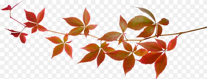 红叶树枝