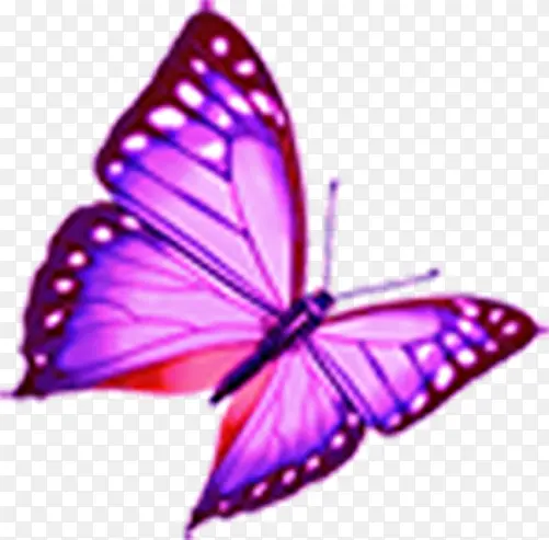 紫色蝴蝶创意合成