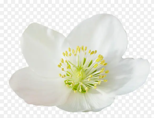 菟葵花 png