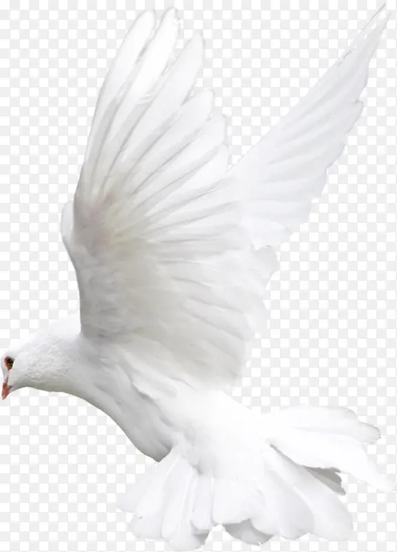 白色和平鸽国庆
