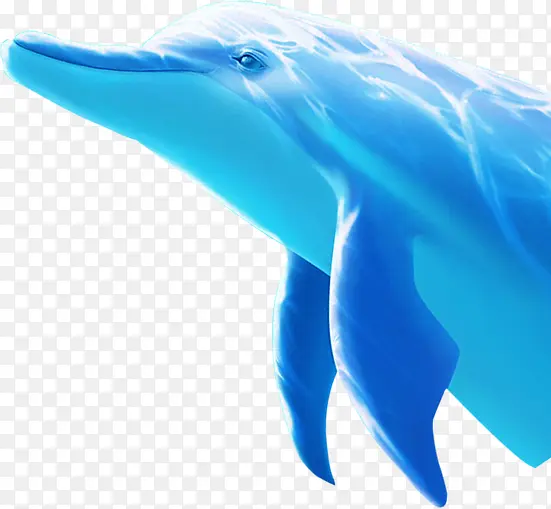 海豚