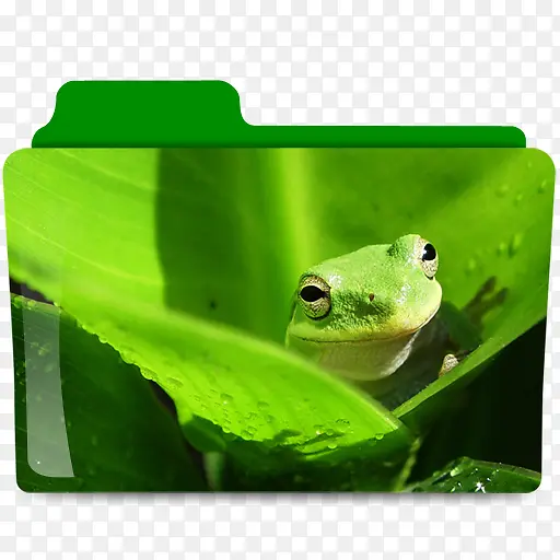青蛙文件夹