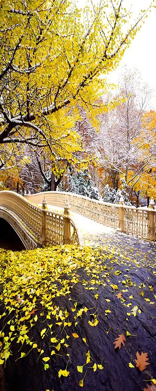 秋天黄色枫树高清摄影