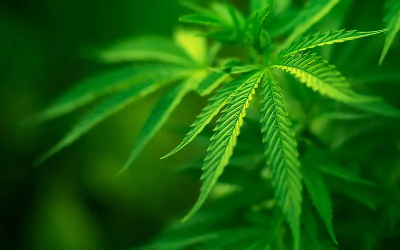高清绿叶梦幻壁纸