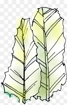 手绘黄色植物秋天