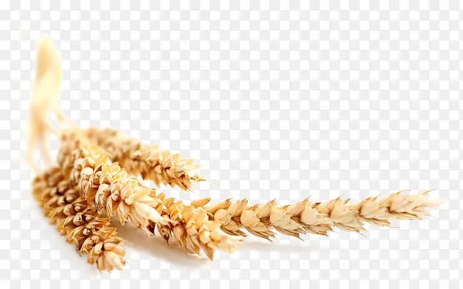 秋天的成熟小麦