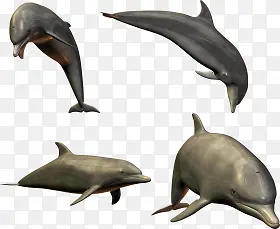 不同形态海洋馆的海豚