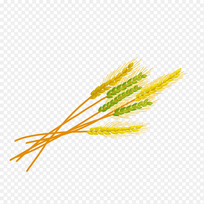 秋天成熟的小麦2