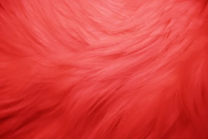 红色滑顺漂亮羽毛
