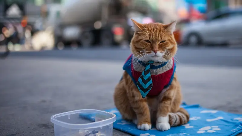 街头的猫可爱猫咪