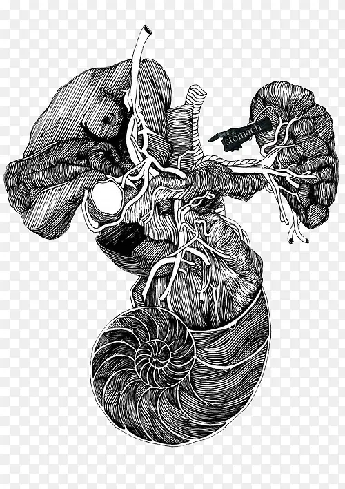 黑白肌肉器官插画