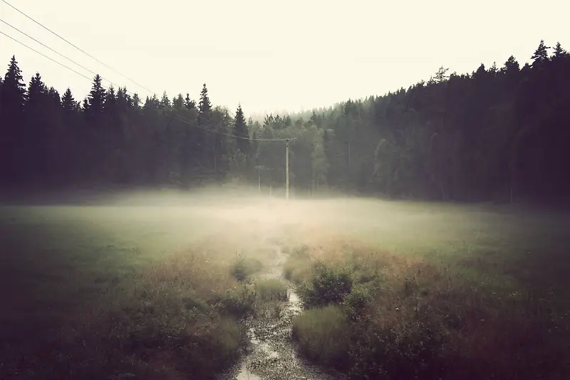 清晨薄雾弥漫树林
