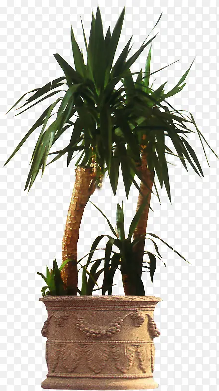 手绘绿色常青植物
