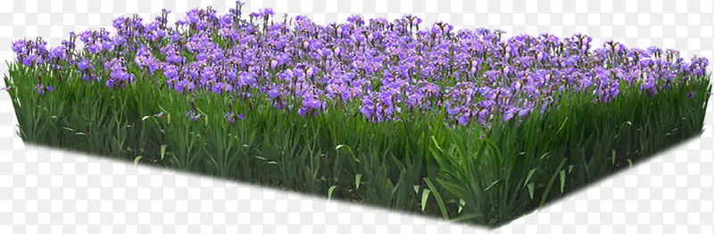 紫色薰衣草创意高清摄影