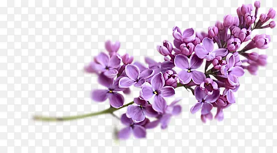 高清创意摄影紫色薰衣草