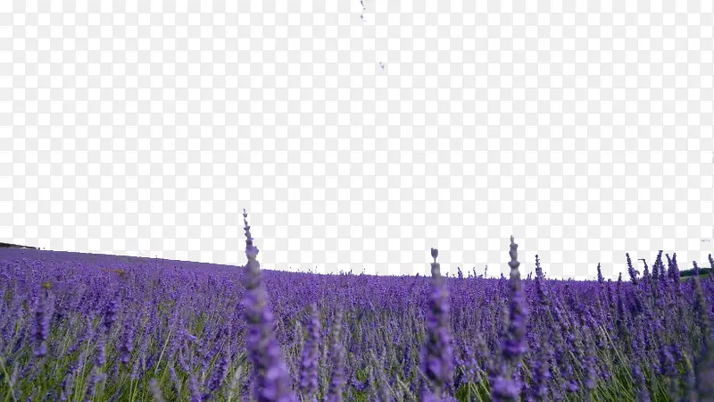 紫色薰衣草风景二