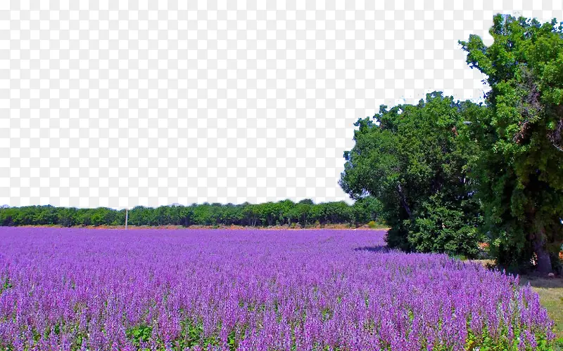 紫色薰衣草风景四