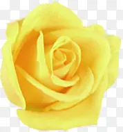 黄色美景婚礼玫瑰