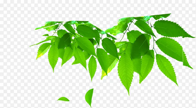 绿色风光环保树叶