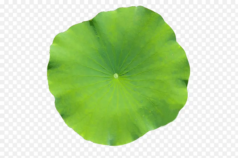 碧绿荷叶免扣