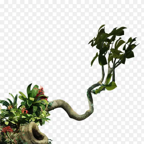 植物，盆景，绿叶，装饰