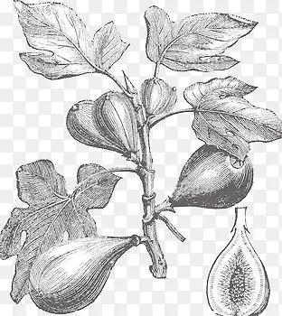 黑色手绘花朵植物