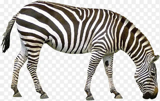 黑白条纹斑马动物