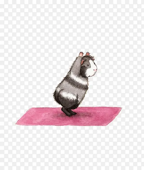 小豚鼠做瑜伽