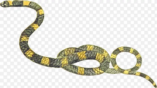动物世界孤独黄蛇