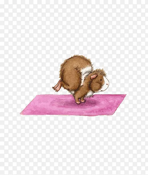 小豚鼠和粉色瑜伽