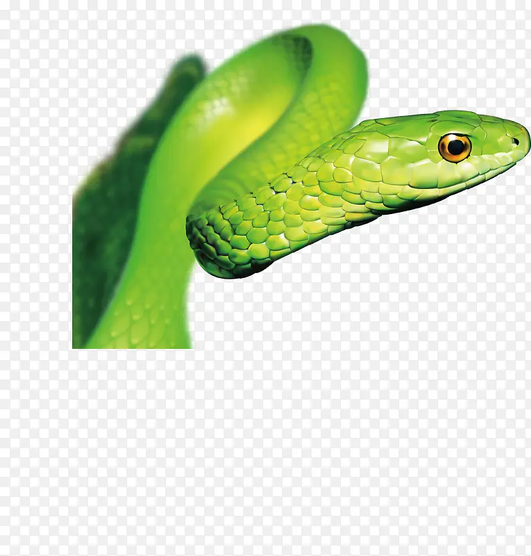 蛇绿色矢量