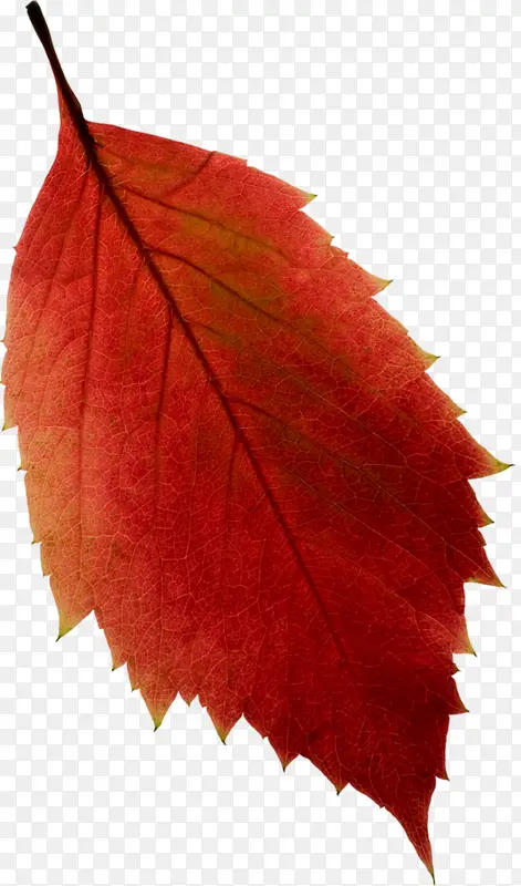 红色叶子高清手绘叶子