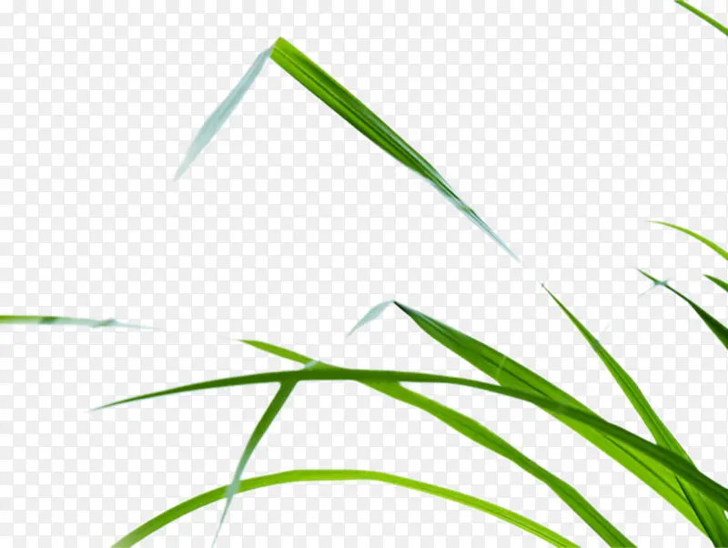 绿色环保植物装饰PNG图片素材下载_图片编号ymjkkkvp-免抠素材网