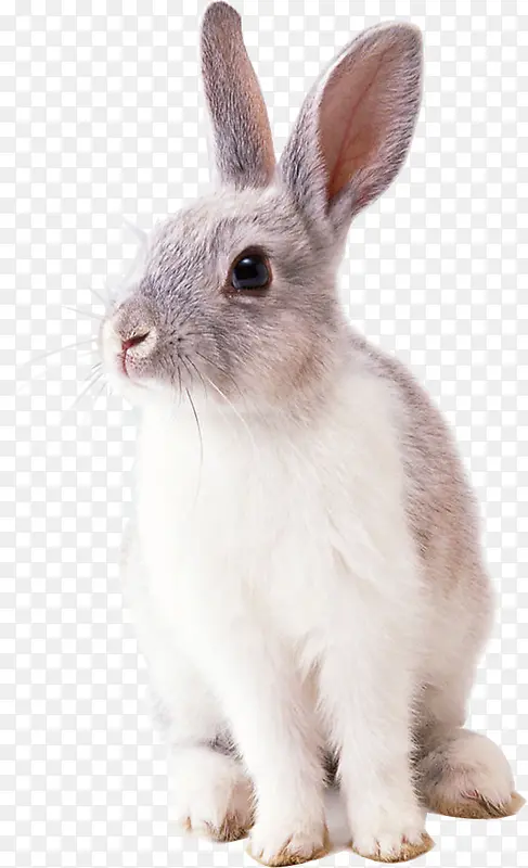 可爱的花兔