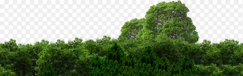 森林树木树丛
