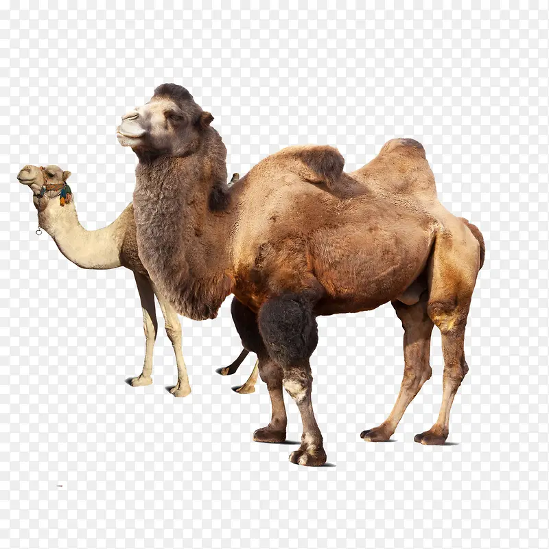 两只骆驼