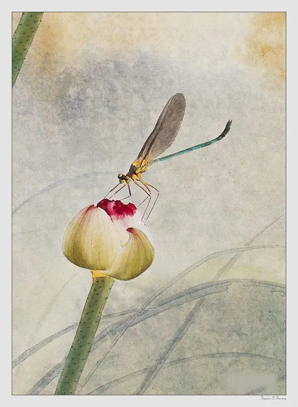 中国名家花朵蜻蜓画休