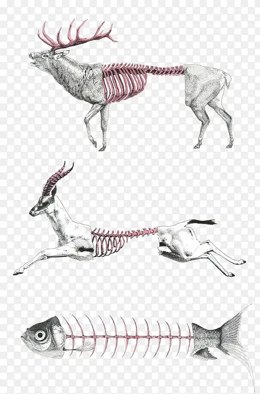 动物骨骼插画制作
