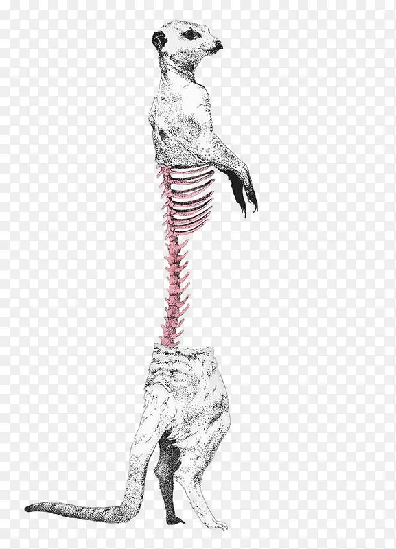 动物骨骼插画制作设计
