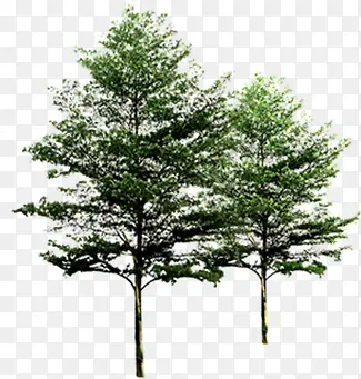 绿化植物景观树木