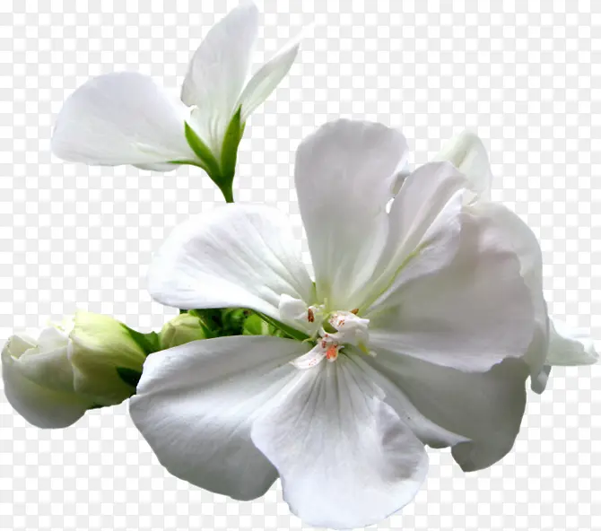 植物素材水墨白花