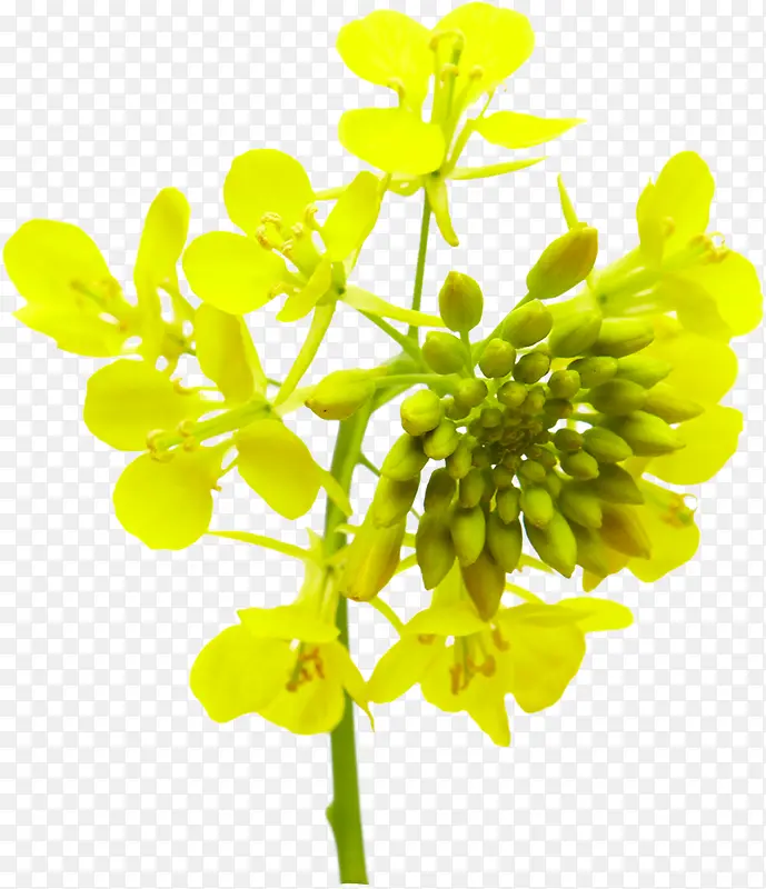 黄色小花环保装饰