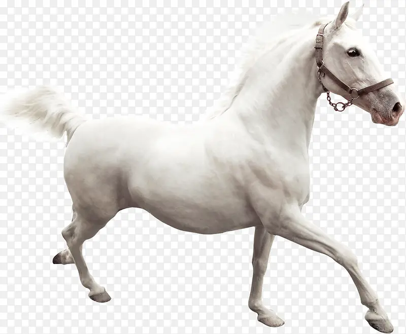 白色高清马匹插图