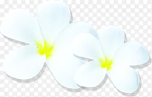 手绘白花瓣黄芯花朵