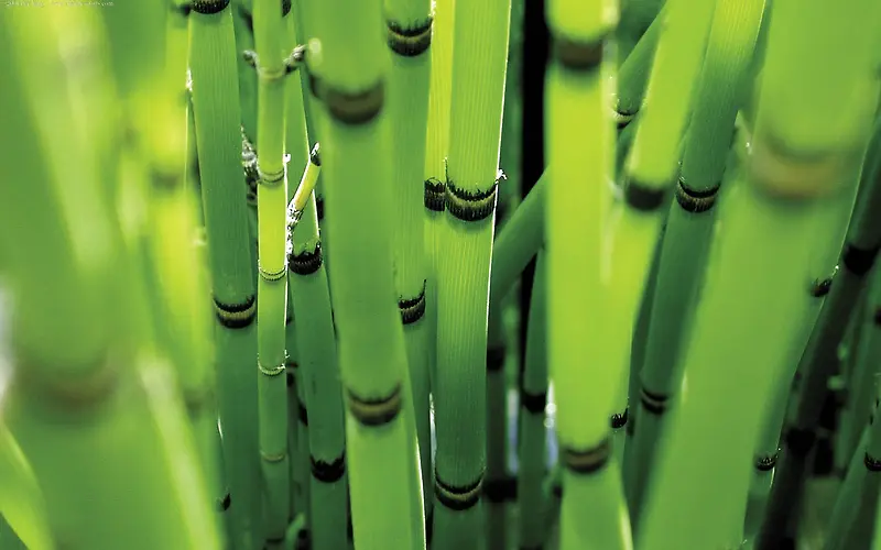 高清绿色植物根部