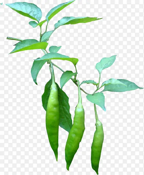 高清摄影豌豆荚植物