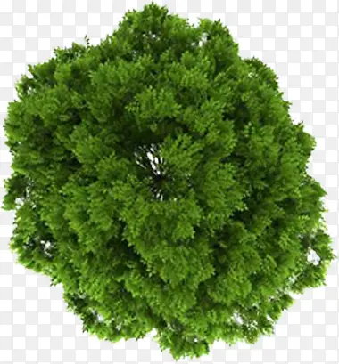 绿色树影植物角度高清