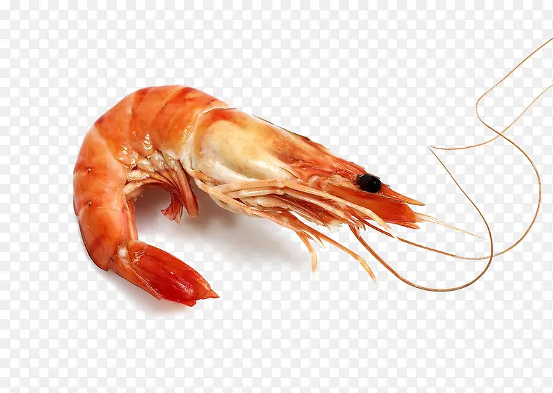 虾