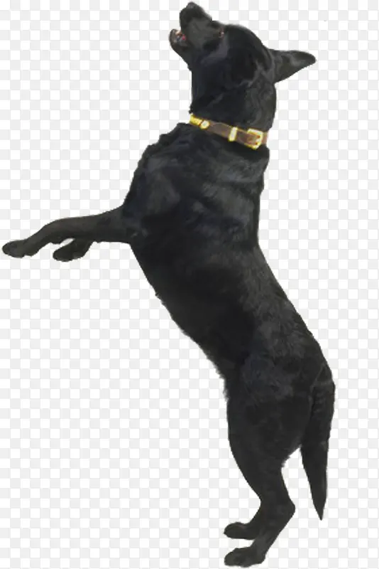 高清摄影黑色的小狗猎犬